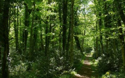 IL BOSCO E LA VIGNA