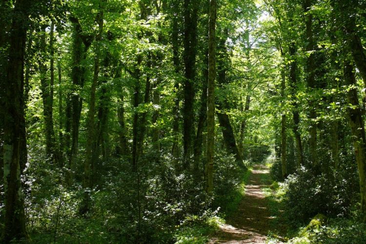 IL BOSCO E LA VIGNA
