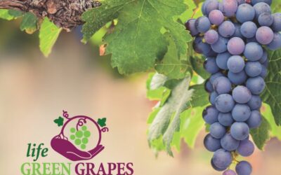 PRESENTATI I RISULTATI DEL PROGETTO TRIENNALE LIFE GREEN GRAPES COORDINATO DAL CREA