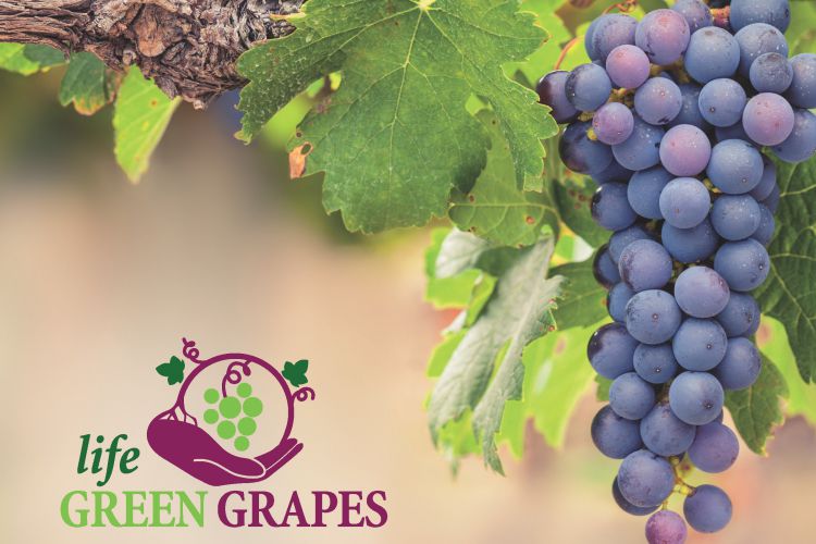 PRESENTATI I RISULTATI DEL PROGETTO TRIENNALE LIFE GREEN GRAPES COORDINATO DAL CREA