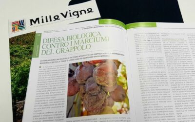 DIFESA BIOLOGICA CONTRO I MARCIUMI DEL GRAPPOLO. PARTE 1