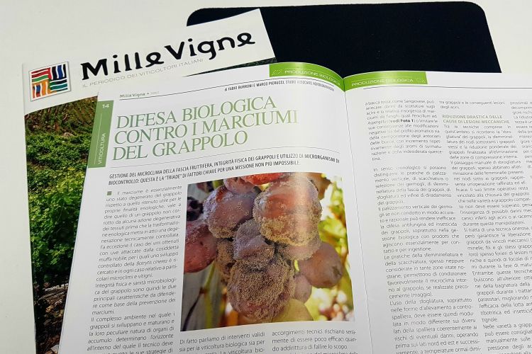 DIFESA BIOLOGICA CONTRO I MARCIUMI DEL GRAPPOLO. PARTE 1