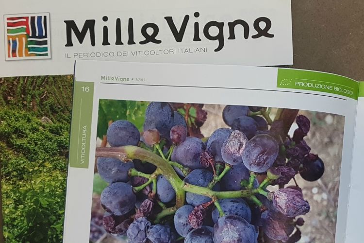 DIFESA BIOLOGICA CONTRO I MARCIUMI DEL GRAPPOLO. PARTE 2