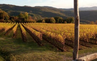 I VIGNETI CHE CI PIACCIONO