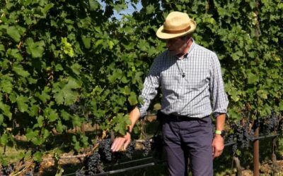 IL MONDO DEI CLONI – CABERNET FRANC AMPELOS TEA3