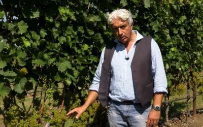IL MONDO DEI CLONI – VERDICCHIO AMPELOS CNT 7