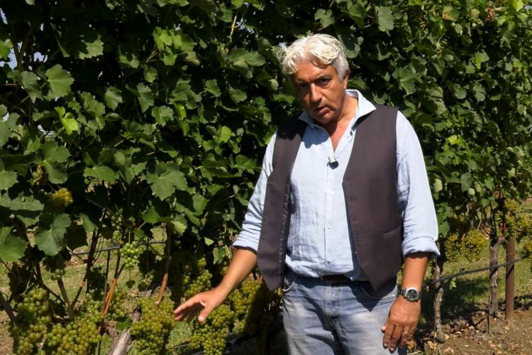 IL MONDO DEI CLONI – VERDICCHIO AMPELOS CNT 7