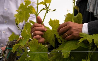 LA TERRITORIALITÀ DEI VINI AI TEMPI DEL COVID-19 (E NON SOLO) – PARTE SECONDA