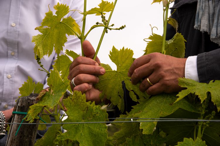 LA TERRITORIALITÀ DEI VINI AI TEMPI DEL COVID-19 (E NON SOLO) – PARTE SECONDA