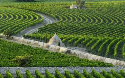 IL GIARDINO VIGNETO DI AMASTUOLA