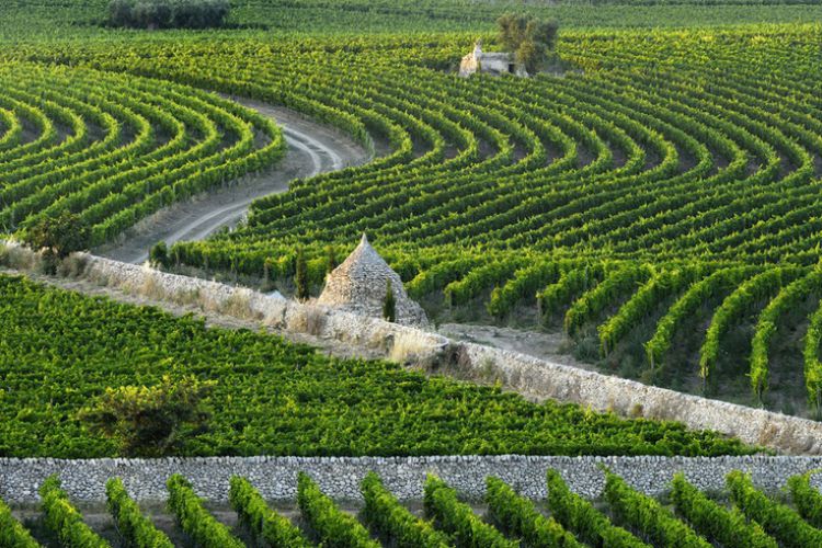 IL GIARDINO VIGNETO DI AMASTUOLA
