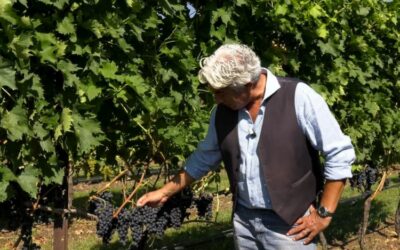 IL MONDO DEI CLONI – SANGIOVESE FDB CAB M43