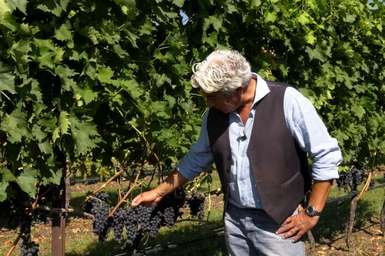 IL MONDO DEI CLONI – SANGIOVESE FDB CAB M43