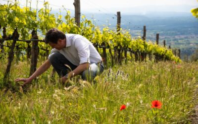 IMPIANTARE UN VIGNETO PARTENDO CON IL PIEDE GIUSTO