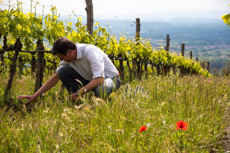 IMPIANTARE UN VIGNETO PARTENDO CON IL PIEDE GIUSTO