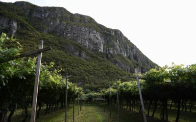I “FANTASTICI QUATTRO” DELLA COLTIVAZIONE DEL VIGNETO