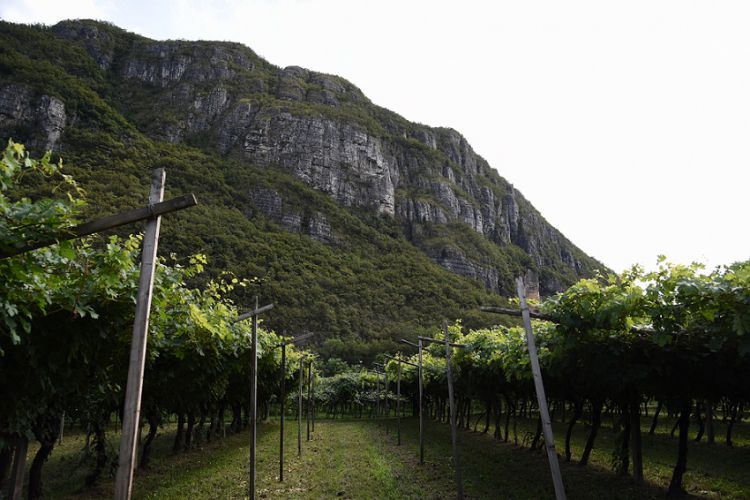 I “FANTASTICI QUATTRO” DELLA COLTIVAZIONE DEL VIGNETO