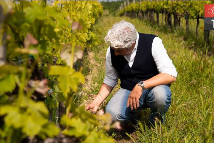 MARCO PIERUCCI PER I GRANDI VINI