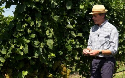 IL MONDO DEI CLONI – CHARDONNAY AMPELOS VCP7