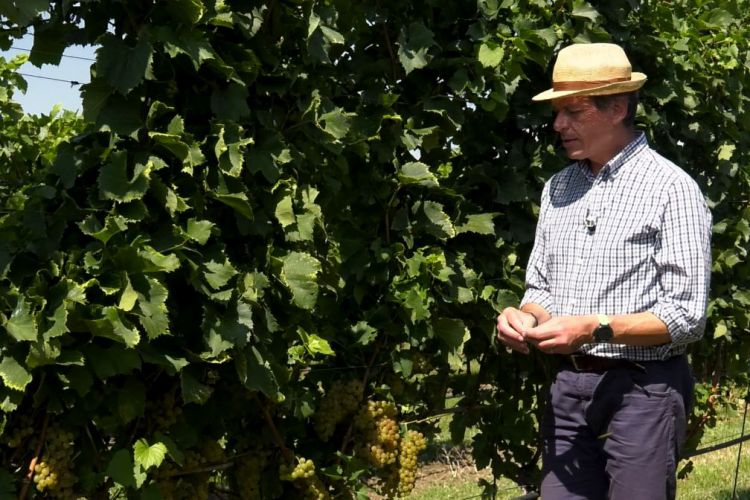 IL MONDO DEI CLONI – CHARDONNAY AMPELOS VCP7
