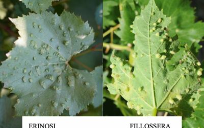 FILLOSSERA O ERINOSI?