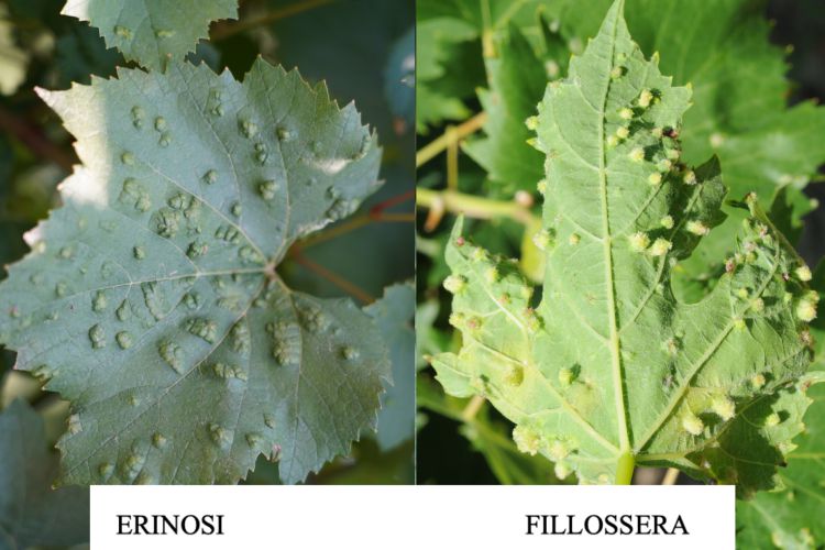 FILLOSSERA O ERINOSI?
