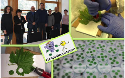 NANOPROTEINE CONTRO LA PERONOSPORA