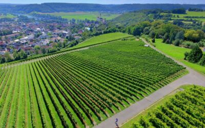 DRONE, UN VIGNAIOLO CON LE ELICHE. SECONDA PARTE