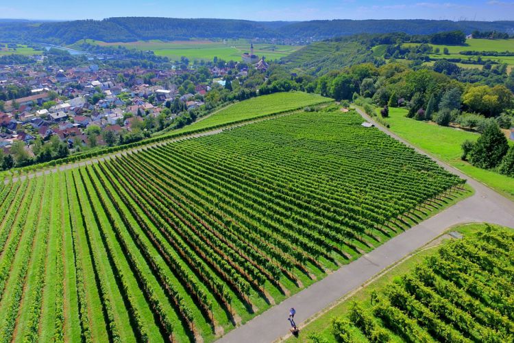 DRONE, UN VIGNAIOLO CON LE ELICHE. SECONDA PARTE