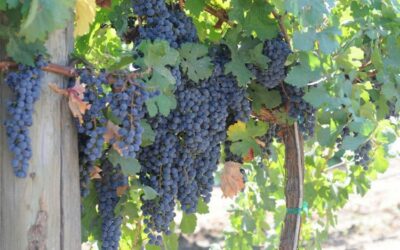 5 NEW WINE GRAPE VARIETIES