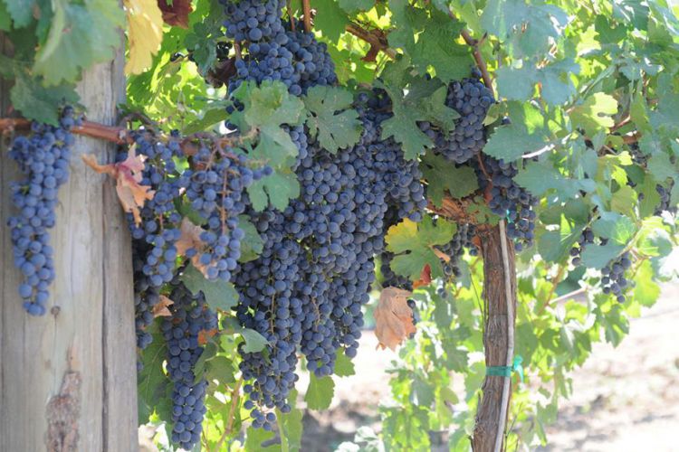 5 NEW WINE GRAPE VARIETIES