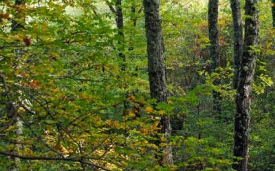 IL BOSCO E LA VIGNA. SECONDA PARTE