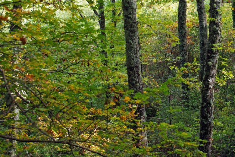 IL BOSCO E LA VIGNA. SECONDA PARTE