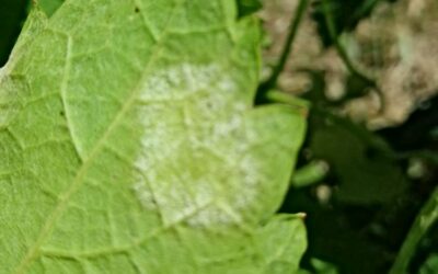 COMBATTERE LA PERONOSPORA