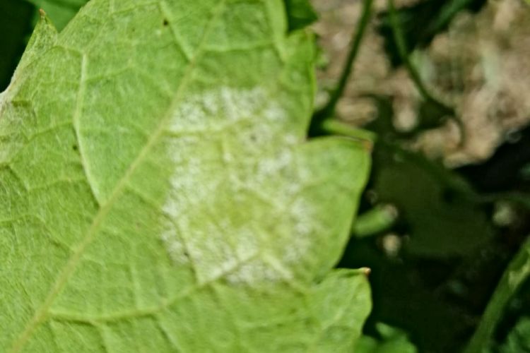 COMBATTERE LA PERONOSPORA