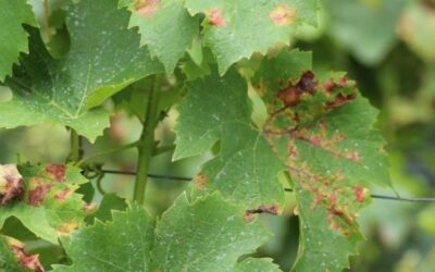 AGROFARMACI AUTORIZZATI NELLA DIFESA BIOLOGICA DEL VIGNETO. PARTE 1