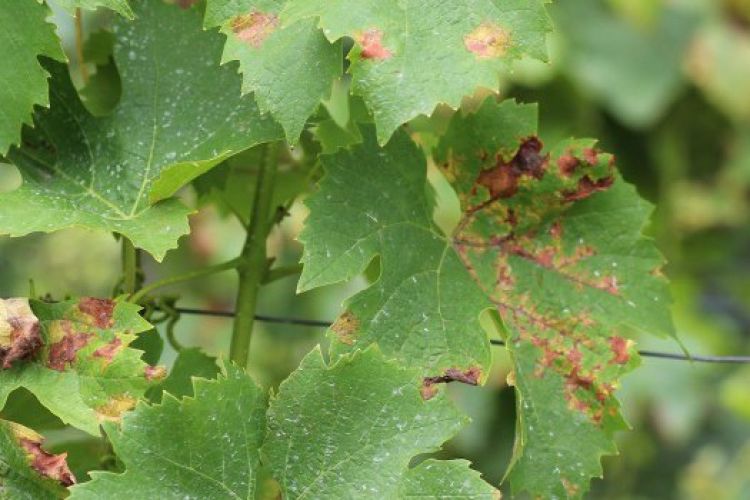 AGROFARMACI AUTORIZZATI NELLA DIFESA BIOLOGICA DEL VIGNETO. PARTE 1