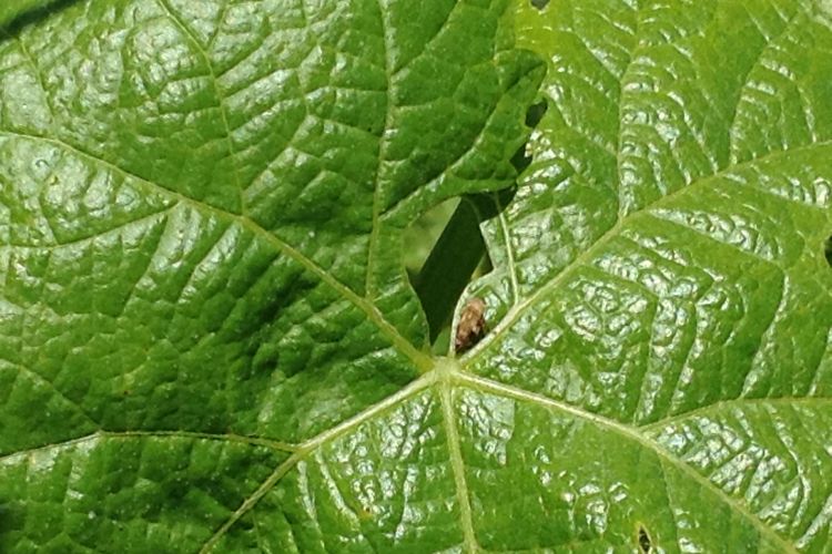 TORNA LO SCAPHOIDEUS TITANUS NEI VIGNETI TOSCANI