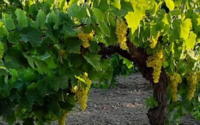 PROGETTI IN VIGNA – LIFE GREEN GRAPES 5