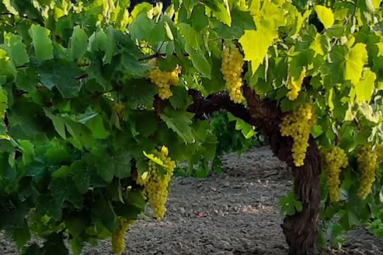 PROGETTI IN VIGNA – LIFE GREEN GRAPES 5