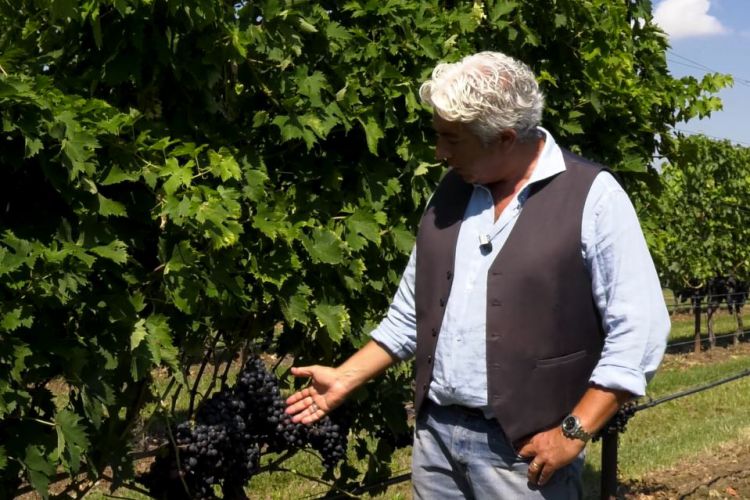 IL MONDO DEI CLONI – MONTEPULCIANO TEA5