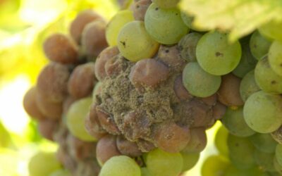 AGROFARMACI AUTORIZZATI NELLA DIFESA AGRONOMICA DEL VIGNETO. PARTE 2