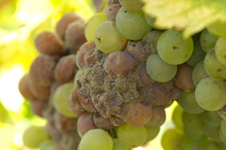 AGROFARMACI AUTORIZZATI NELLA DIFESA AGRONOMICA DEL VIGNETO. PARTE 2