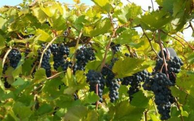 AGROFARMACI AUTORIZZATI NELLA DIFESA AGRONOMICA DEL VIGNETO. PARTE 4