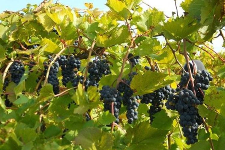 AGROFARMACI AUTORIZZATI NELLA DIFESA AGRONOMICA DEL VIGNETO. PARTE 4