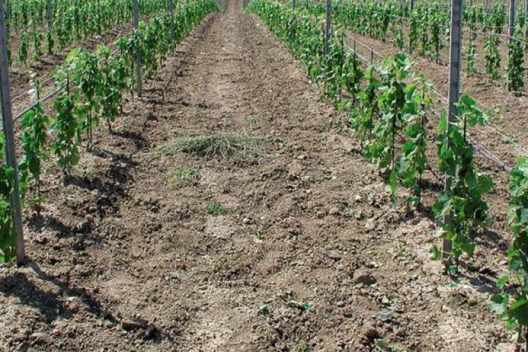 CORONAVIRUS: LE PROROGHE DEL MIPAAF PER IL COMPARTO AGRICOLO
