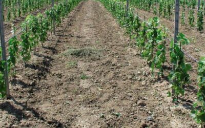 VITICOLTURA NON È SOLO COLTIVARE LA VITE, MA COLTIVARE L’AMBIENTE.