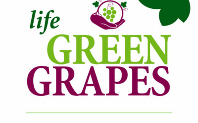 Il Modello Life Green Grapes