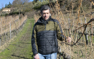 Vigneto a cordone speronato – potatura di produzione