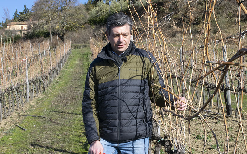 Vigneto a cordone speronato – potatura di produzione